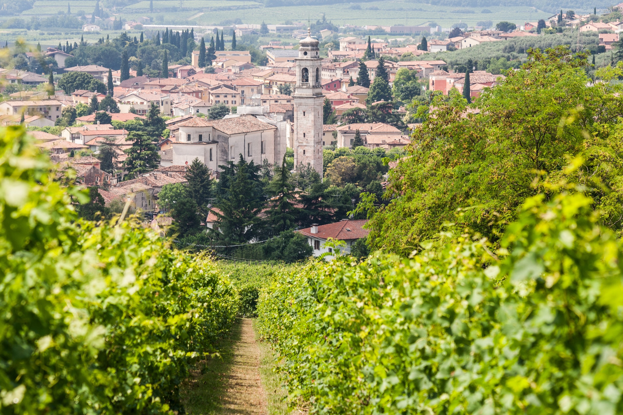 39 Travel Design Valpolicella vineyard