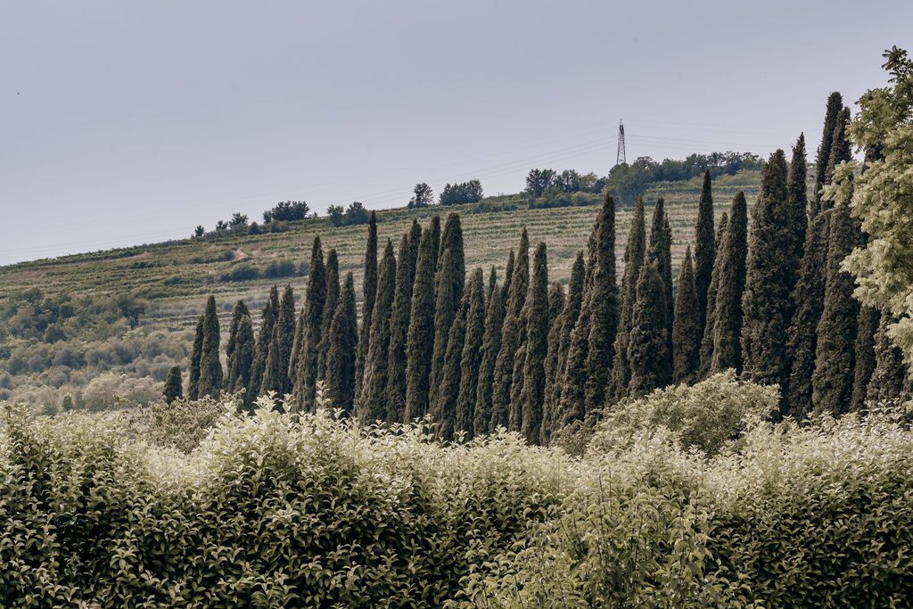 Cypress vineyard landscape, Valpolicella